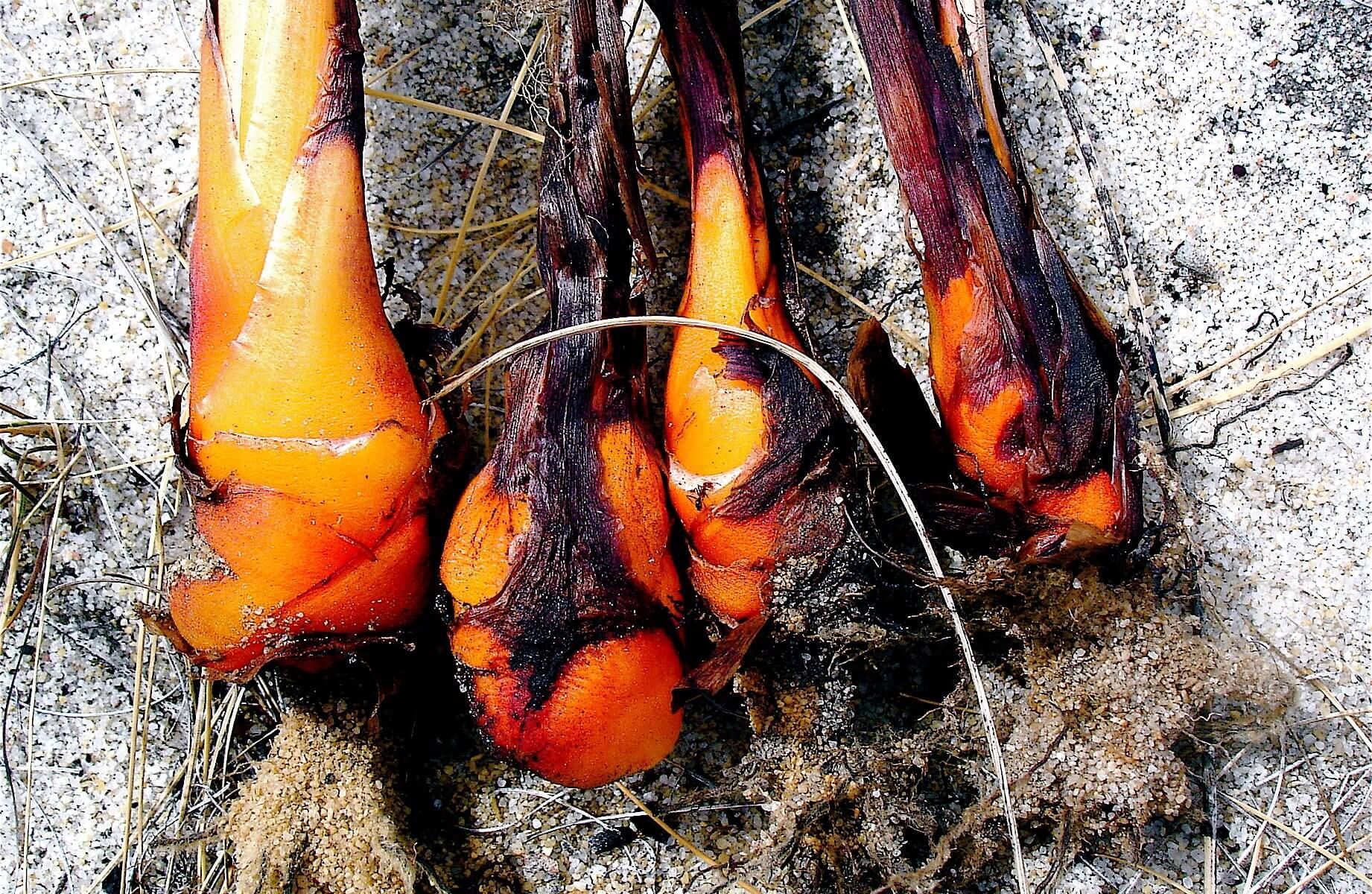 Hammom katta kokraklar